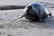 Berck D6 phoques 21-03-05 0875   Photo ACG