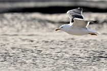 Berck D6 phoques 21-03-05 0937   Photo ACG