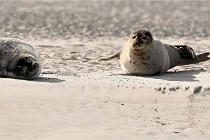 Berck D6 phoques 21-03-05 1042   Photo ACG