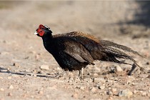 Faisans D500 21-03-29 020   Photos ACG 2020