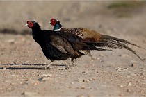 Faisans D500 21-03-29 026   Photos ACG 2020