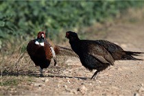 Faisans D500 21-03-29 042   Photos ACG 2020