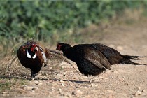 Faisans D500 21-03-29 044   Photos ACG 2020