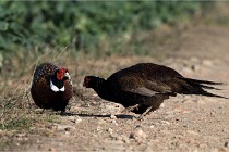 Faisans D500 21-03-29 049   Photos ACG 2020