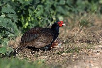 Faisans D500 21-03-29 089   Photos ACG 2020