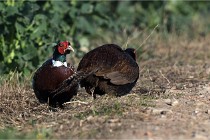 Faisans D500 21-03-29 106   Photos ACG 2020