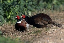 Faisans D500 21-03-29 119   Photos ACG 2020