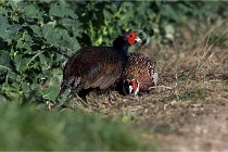 Faisans D500 21-03-29 129   Photos ACG 2020