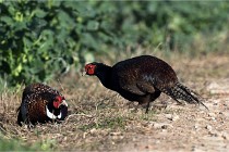 Faisans D500 21-03-29 143   Photos ACG 2020