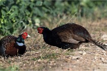 Faisans D500 21-03-29 152   Photos ACG 2020