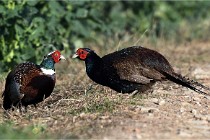 Faisans D500 21-03-29 157   Photos ACG 2020