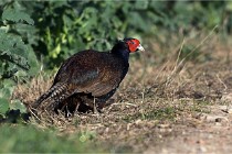 Faisans D500 21-03-29 165   Photos ACG 2020