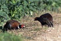 Faisans D500 21-03-29 180   Photos ACG 2020