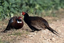 Faisans D500 21-03-29 223   Photos ACG 2020