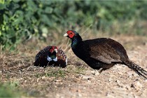 Faisans D500 21-03-29 243   Photos ACG 2020