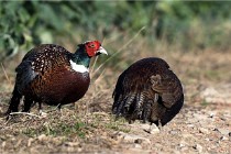 Faisans D500 21-03-29 286   Photos ACG 2020