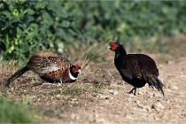 Faisans D500 21-03-29 304   Photos ACG 2020