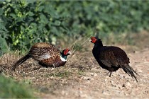 Faisans D500 21-03-29 306   Photos ACG 2020