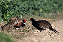 Faisans D500 21-03-29 336   Photos ACG 2020