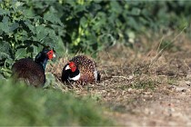 Faisans D500 21-03-29 424   Photos ACG 2020