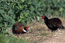 Faisans D500 21-03-29 455   Photos ACG 2020