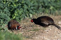 Faisans D500 21-03-29 464   Photos ACG 2020