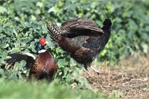 Faisans D500 21-03-29 500   Photos ACG 2020