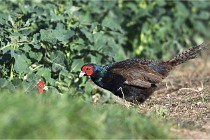 Faisans D500 21-03-29 507   Photos ACG 2020