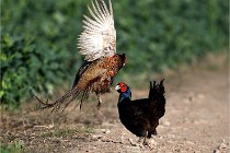 Faisans D500 21-03-29 518   Photos ACG 2020