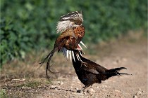 Faisans D500 21-03-29 519   Photos ACG 2020