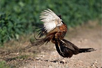 Faisans D500 21-03-29 520   Photos ACG 2020