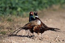 Faisans D500 21-03-29 521   Photos ACG 2020