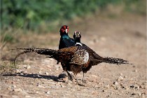 Faisans D500 21-03-29 522   Photos ACG 2020