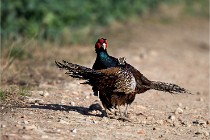 Faisans D500 21-03-29 523   Photos ACG 2020