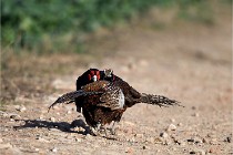 Faisans D500 21-03-29 524   Photos ACG 2020