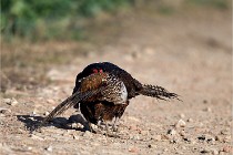 Faisans D500 21-03-29 525   Photos ACG 2020