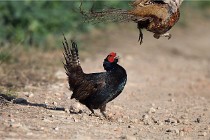 Faisans D500 21-03-29 530   Photos ACG 2020