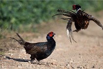 2021-03-29  Faisans Hérouville