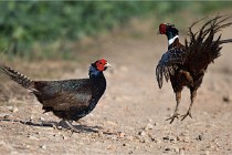 Faisans D500 21-03-29 532   Photos ACG 2020