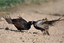 Faisans D500 21-03-29 537   Photos ACG 2020