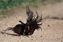 Faisans D500 21-03-29 538   Photos ACG 2020