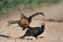 Faisans D500 21-03-29 539   Photos ACG 2020