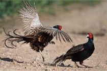 Faisans D500 21-03-29 540   Photos ACG 2020