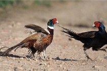 Faisans D500 21-03-29 541   Photos ACG 2020