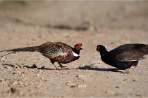 Faisans D500 21-03-29 548   Photos ACG 2020