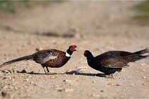 Faisans D500 21-03-29 549   Photos ACG 2020