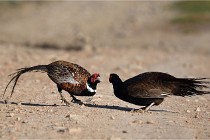 Faisans D500 21-03-29 552   Photos ACG 2020