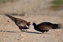 Faisans D500 21-03-29 553   Photos ACG 2020