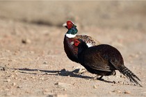 Faisans D500 21-03-29 579   Photos ACG 2020