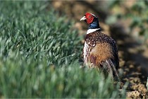 Faisans D500 21-03-29 652   Photos ACG 2020